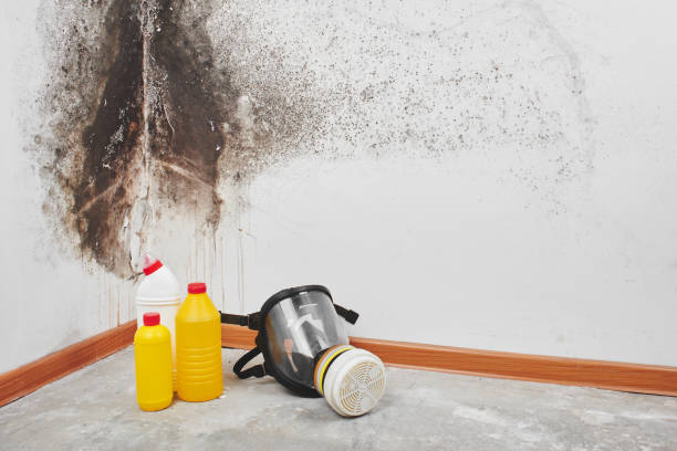 Best DIY Mold Remediation Support Services in Thompson, ND