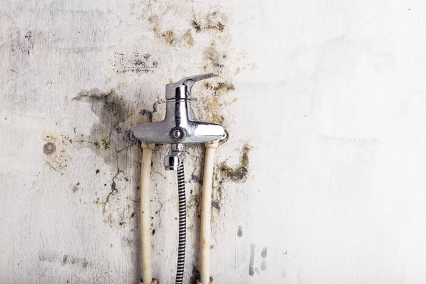 Best HVAC Mold Remediation in Thompson, ND